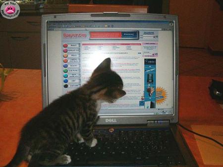 le chat mateur